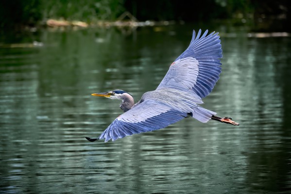 Blue Heron in flight by Andrew Wasik